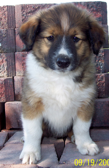 8 wks old